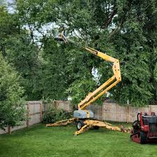 How Our Tree Care Process Works  in  Country Clu, CA