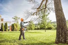 Best Tree Disease Treatment  in Country Clu, CA